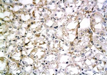 Anti-Fibronectin antibody used in IHC (Paraffin sections) (IHC-P). GTX37694