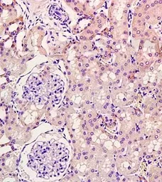 Anti-KGF antibody used in IHC (Paraffin sections) (IHC-P). GTX37698