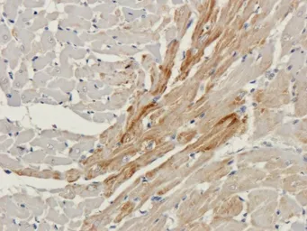 Anti-Connexin 40 antibody used in IHC (Paraffin sections) (IHC-P). GTX37725