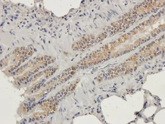 Anti-Connexin 40 antibody used in IHC (Paraffin sections) (IHC-P). GTX37725