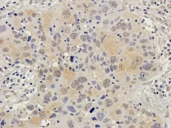Anti-Connexin 40 antibody used in IHC (Paraffin sections) (IHC-P). GTX37725