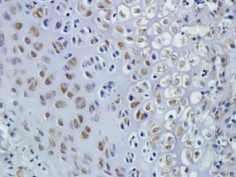 Anti-CTGF antibody used in IHC (Paraffin sections) (IHC-P). GTX37727