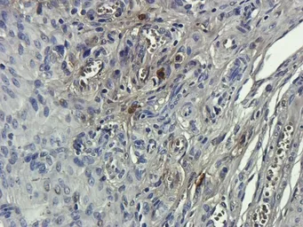 Anti-CD68 antibody used in IHC (Paraffin sections) (IHC-P). GTX37743