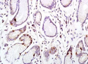 Anti-CD33 antibody used in IHC (Paraffin sections) (IHC-P). GTX37753