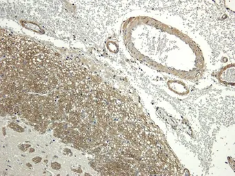 Anti-Aquaporin 4 antibody used in IHC (Paraffin sections) (IHC-P). GTX37784