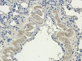 Anti-Aquaporin 4 antibody used in IHC (Paraffin sections) (IHC-P). GTX37784