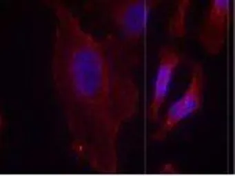Anti-PLCG2 (phospho Tyr753) antibody used in Immunocytochemistry/ Immunofluorescence (ICC/IF). GTX38559