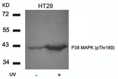 Anti-p38 MAPK (phospho Thr180) antibody used in Western Blot (WB). GTX38595