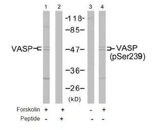 Anti-VASP (phospho Ser239) antibody used in Western Blot (WB). GTX38661