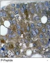 Anti-HSP27 (phospho Ser15) antibody used in IHC (Paraffin sections) (IHC-P). GTX38674