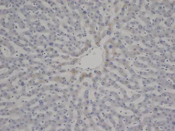 Anti-VWF antibody [RFF-VIII R/1] used in IHC (Paraffin sections) (IHC-P). GTX38800