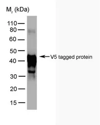 Anti-V5 tag antibody [SV5-Pk5] used in Western Blot (WB). GTX38819