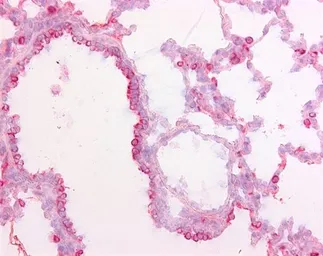 Anti-Surfactant Protein D antibody [1.7] used in IHC (Frozen sections) (IHC-Fr). GTX39355