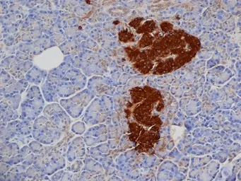 Anti-Insulin antibody [2D11] used in IHC (Paraffin sections) (IHC-P). GTX39370