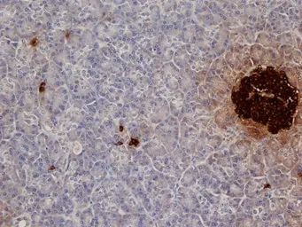 Anti-Insulin antibody [2D11] used in IHC (Paraffin sections) (IHC-P). GTX39370