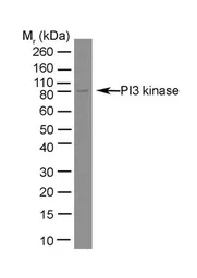 Anti-PI3 kinase p85 alpha antibody [U5] used in Western Blot (WB). GTX39409