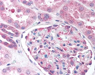 Anti-Nestin antibody used in IHC (Paraffin sections) (IHC-P). GTX39578