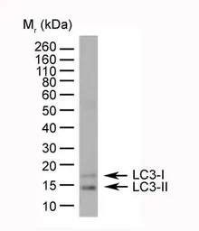 Anti-LC3A/B antibody, N-term used in Western Blot (WB). GTX39751