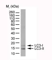 Anti-LC3A/B antibody, N-term used in Western Blot (WB). GTX39752