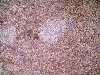 Anti-Ly6c antibody [ER-MP20] used in IHC (Frozen sections) (IHC-Fr). GTX39791