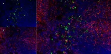 Anti-Ly-6B.2 antibody [7/4] used in IHC (Frozen sections) (IHC-Fr). GTX39793