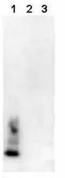 Anti-beta Amyloid (1-40) antibody [BDI350] used in Western Blot (WB). GTX40068