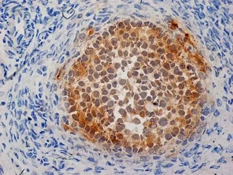 Anti-Inhibin alpha antibody [R1] used in IHC (Frozen sections) (IHC-Fr). GTX40216