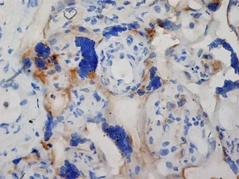 Anti-Inhibin alpha antibody [R1] used in IHC (Frozen sections) (IHC-Fr). GTX40216