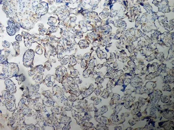 Anti-Inhibin alpha antibody [R1] used in IHC (Frozen sections) (IHC-Fr). GTX40216