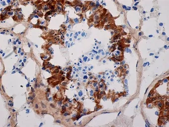 Anti-Inhibin alpha antibody [R1] used in IHC (Frozen sections) (IHC-Fr). GTX40216