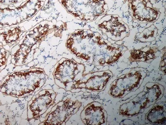 Anti-Inhibin alpha antibody [R1] used in IHC (Frozen sections) (IHC-Fr). GTX40216