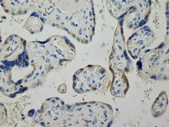 Anti-Inhibin alpha antibody [R1] used in IHC (Paraffin sections) (IHC-P). GTX40216