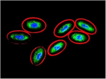 Anti-Vimentin antibody [VI-10] used in Immunocytochemistry/ Immunofluorescence (ICC/IF). GTX40346