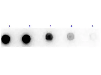 Anti-Xanthine Oxidase antibody (HRP) used in Dot blot (Dot). GTX40541