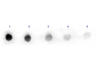 Anti-Arginase antibody (HRP) used in Dot blot (Dot). GTX40551