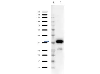 Anti-Malate Dehydrogenase antibody (HRP) used in Western Blot (WB). GTX40570