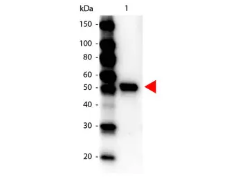 Anti-Carboxypeptidase Y antibody (HRP) used in Western Blot (WB). GTX40574