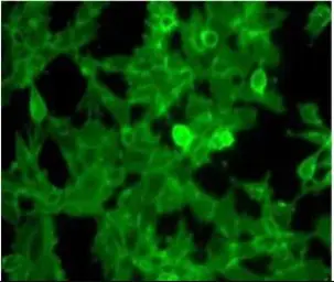 Anti-beta 2 Microglobulin antibody (HRP) used in Immunocytochemistry/ Immunofluorescence (ICC/IF). GTX40576