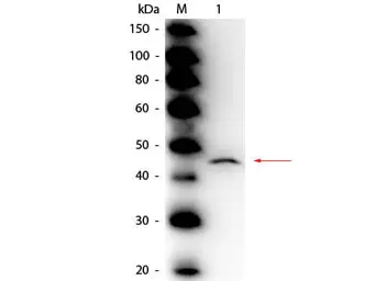 Anti-Adenosine Deaminase antibody (HRP) used in Western Blot (WB). GTX40578