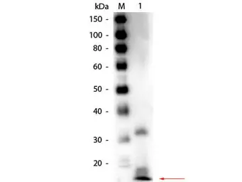 Anti-Ribonuclease A antibody (Biotin) used in Western Blot (WB). GTX40588