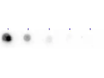 Anti-Penicillinase antibody (Biotin) used in Dot blot (Dot). GTX40594
