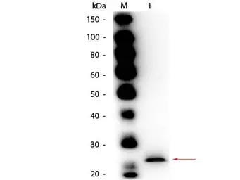 Anti-Papain antibody (Biotin) used in Western Blot (WB). GTX40595