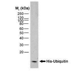 Anti-6X His tag antibody [AD1.1.10] used in Western Blot (WB). GTX40626
