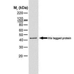 Anti-6X His tag antibody [AD1.1.10] used in Western Blot (WB). GTX40628