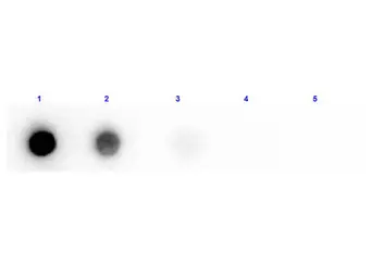 Anti-Beta Amylase antibody (Biotin) used in Dot blot (Dot). GTX40638