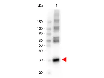 Anti-Asparaginase antibody (HRP) used in Western Blot (WB). GTX40848
