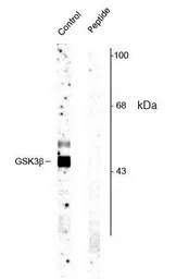 Anti-GSK3 beta (phospho Ser9) antibody used in Western Blot (WB). GTX40875