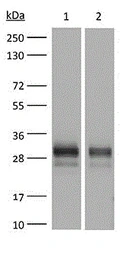 Anti-Ly6g antibody [RB6-8C5] used in Western Blot (WB). GTX40913