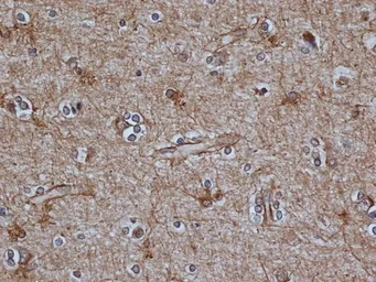 Anti-GFAP antibody [2E1] used in IHC (Paraffin sections) (IHC-P). GTX40988