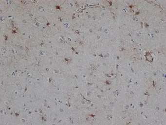 Anti-GFAP antibody [1B4] used in IHC (Paraffin sections) (IHC-P). GTX40996